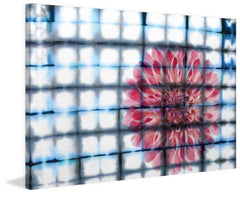 Caged Peony