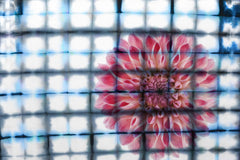 Caged Peony
