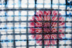 Caged Peony