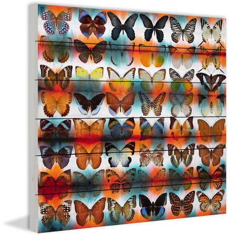 Butterflies