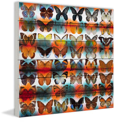 Butterflies