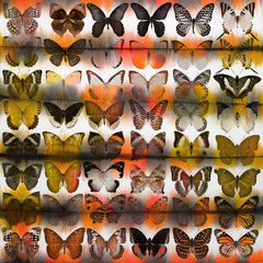 Moths in Rows