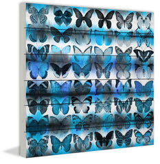Moth Blue