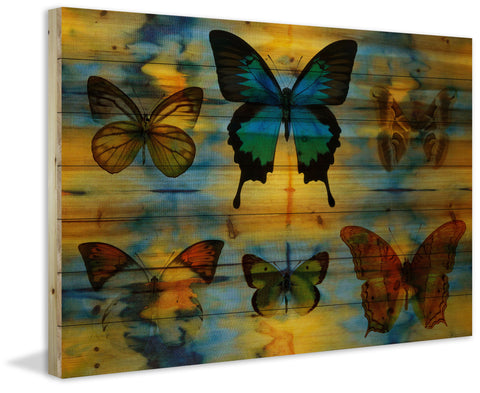 Lepidoptera