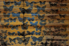 Moth Colors