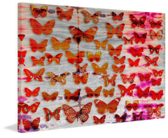 Moths