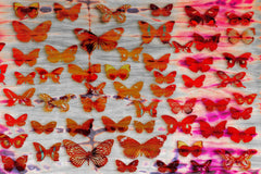 Moths