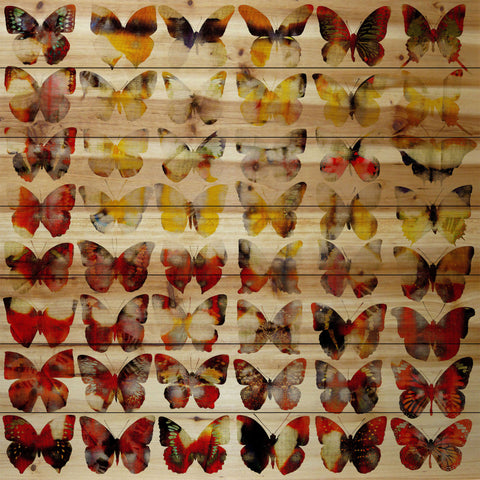 Painted Ladies