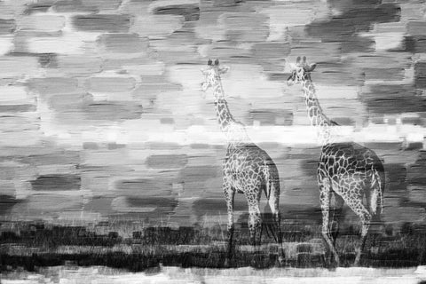 Giraffes