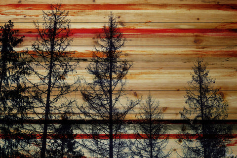 Trees Against Red Sky
