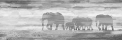 Parade of Tusks