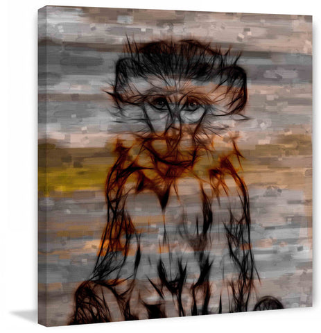 Primate