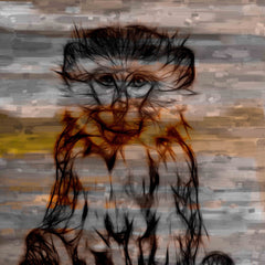 Primate