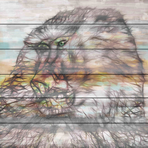 Baboon