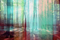 Light Through the Trees
