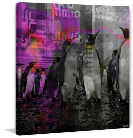 Penguins in Color