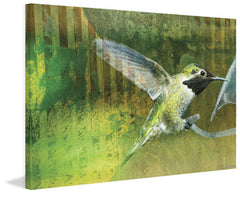 Violetear